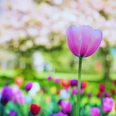 Vi elsker tulipaner!